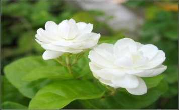 Con mắt thứ hai